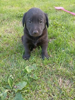 Labrador - 2