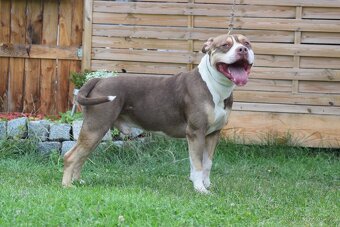 American Bully krytí - 2