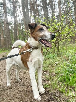 FOX K ADOPCI - přátelský pejsek - 2