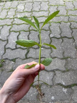 Sazenice verbena - 2