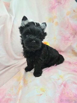 Yorkshire Terrier - 2