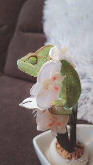 chameleon jemenský - 2