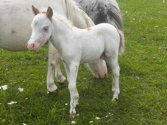 Letošní hřebeček minihorse - PAYASO BLANCO - 2