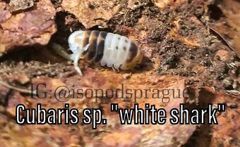 Isopody, mnohonožky, chvostoskoci ŽE, posílám - 2