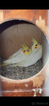 Korela chocholatá - 2