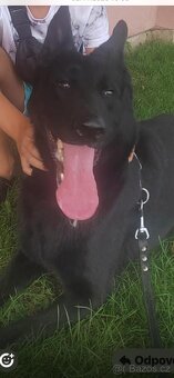 Německý ovčák s PP - 2