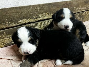 Bernský salašnícky pes - 2