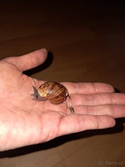 Archachatina marginata ovum XXL - 2