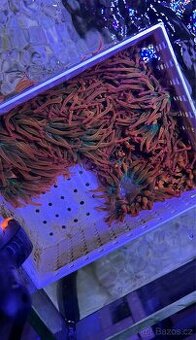 Entacmaea quadricolor sasanka Nabídněte - 2