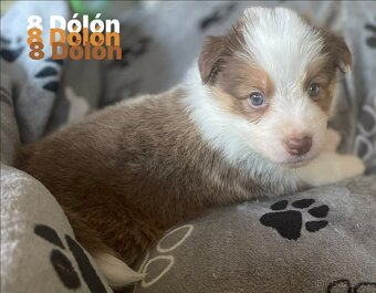 Border kolie s pp - 2