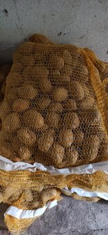 Sadbové brambory - 2