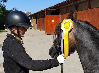 Valach Welsh pony, sekce B k prodeji - 2