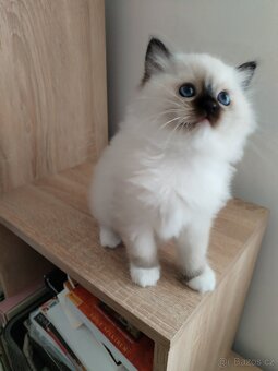 Koťátka s PP Ragdoll - 2