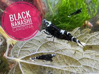 Caridina Black Nanashi 10+1 zdarma - 2