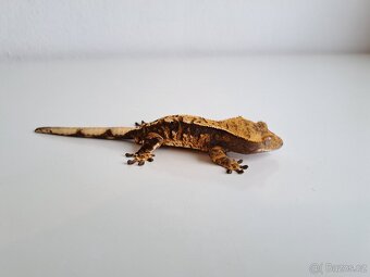 pagekon řasnatý... - 2