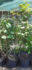 Semena vistárie a katalpy + stromky + vodní rostliny - 2