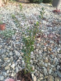 Sazenice zimolez lesklý - 2