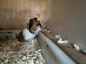 Prodám morčata - 2