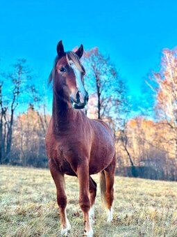 Klisna Welsh pony of cob type - 2
