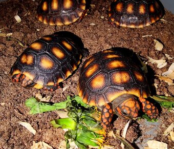 Želva uhlířská mladata - 2