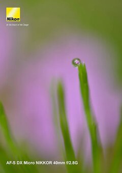 Nikon Nikkor 40mm dx macro - 2