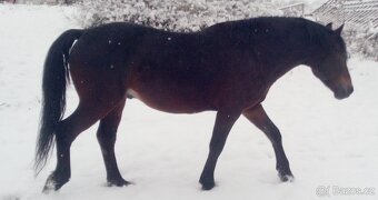Velký Welsh Cob hřebec - 2