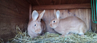 Burgundský králík - 2