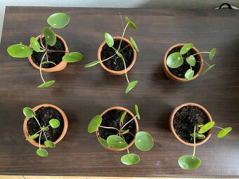 Pilea peperomioides - 2