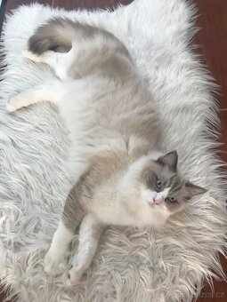 Ragdoll kocourek ke krytí bez pp - 2