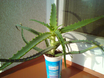 Aloe vera. Rostlina pro zdraví i krásu, hojivé léčivo - 2