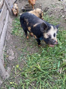 Kune Kune - 2