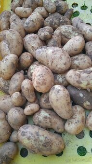 Ranné brambory Monika přímo od farmáře - 2