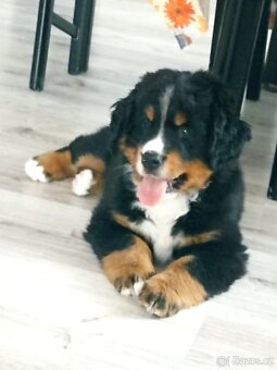 Bernský salašnický pes štěňátka BSP bez PP - 2