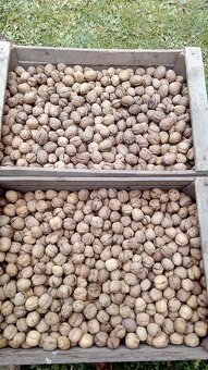 Vlašské ořechy - 2