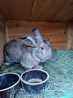 Prodám králíky - 2