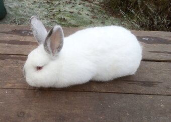Kralík samec kříženec Nb+Kal - 2
