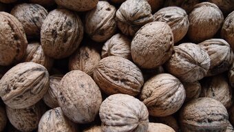 vlašské ořechy neloupané - 2