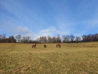 Ustájení mladých koní - 2