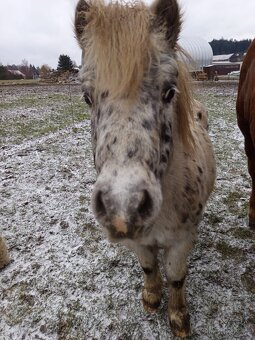 Shetland pony - 2