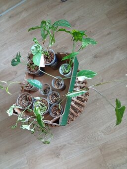 Pokojové rostliny - 2