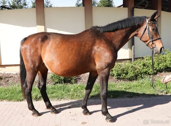 Klisna po Silvio II - 2