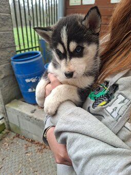 Sibiřský husky - 2