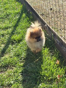 Pomeranian mini - 2