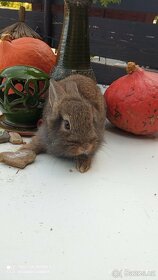 Zakrslý králík - 2