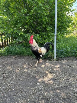 Rodinný kohout - 2