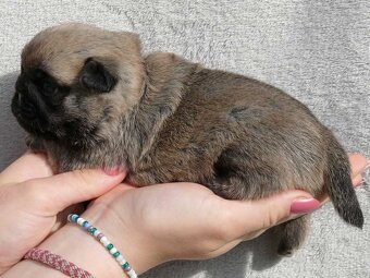 Mops - Štěňátka - 2