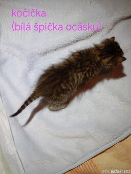 Mourovatá koťátka - 2