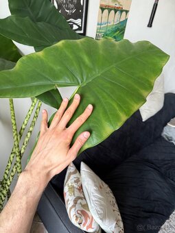 Alocasia Zebrina - 1,5 metra, obrovské listy - 2