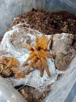 Sklípkani - 2