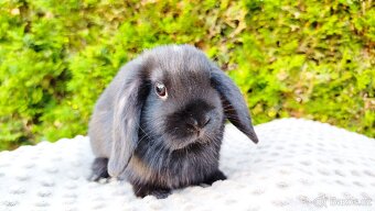 Zakrslý beránek, králíček, králík - PIPER - 2